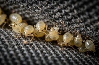 Через сколько дней вылупляются яйца клопов