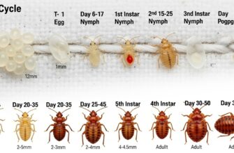 Жизненный цикл развития клопа