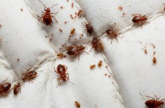 Могут ли клопы жить в подушках