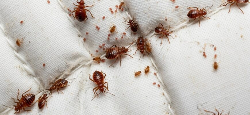 Могут ли клопы жить в подушках