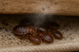 Почему клопы воняют