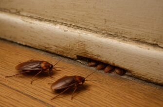 Тараканы и клопы живут ли вместе в квартире